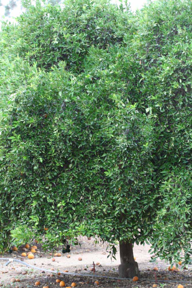            Habit (Riverside, CA)   